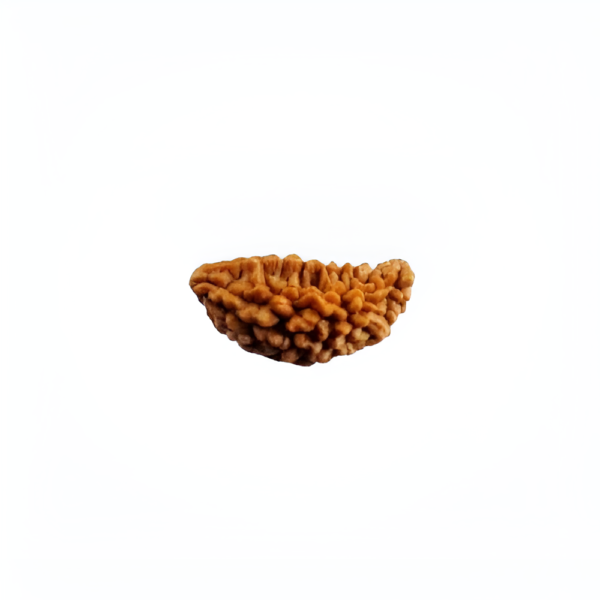 1-face-rudraksha