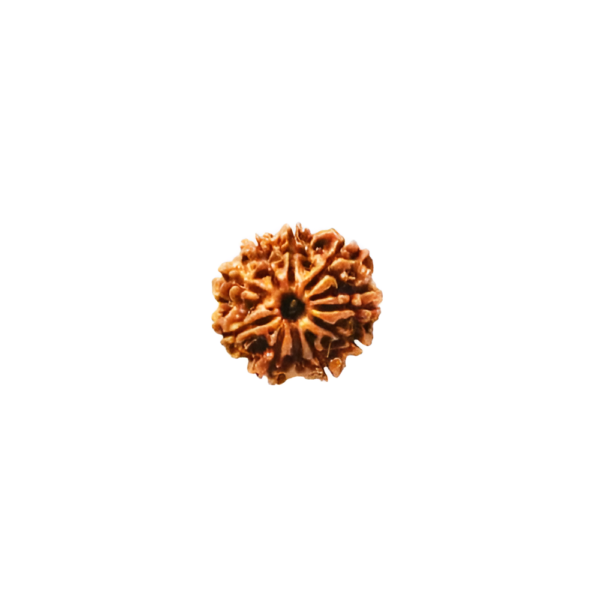 10-face-rudraksha