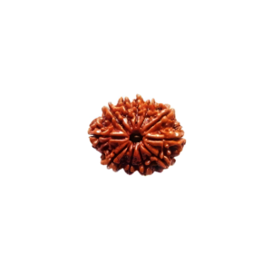 11-face-rudraksha