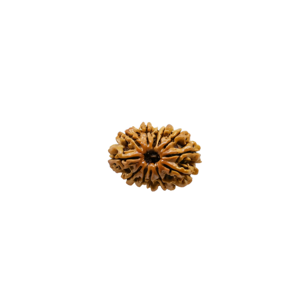 12-face-rudraksha