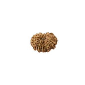 13-face-rudraksha