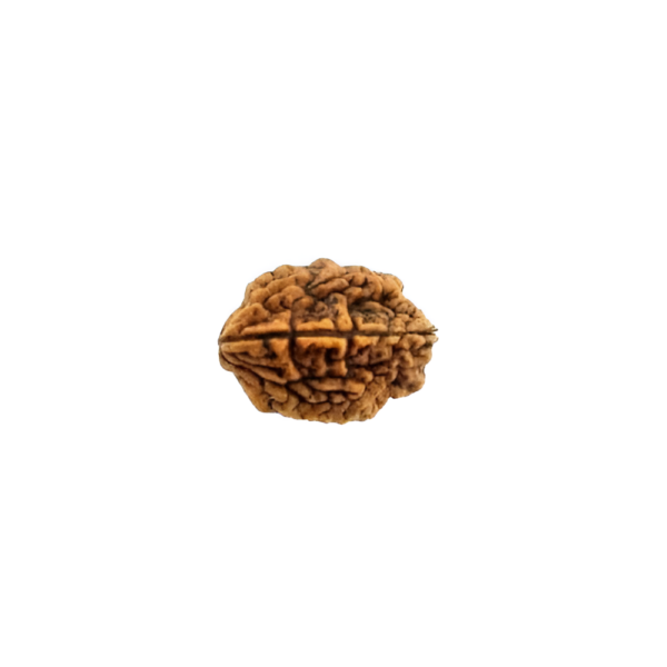 2-face-rudraksha