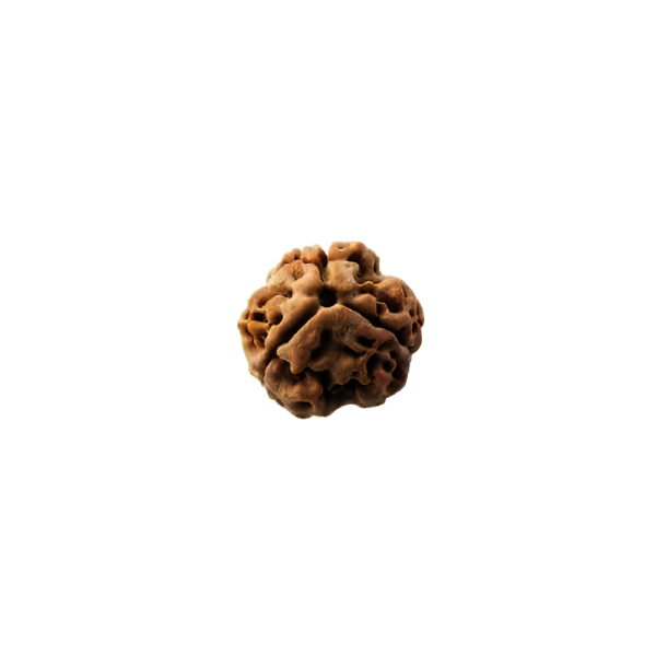 3-face-rudraksha