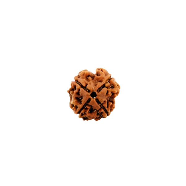 4-face-rudraksha