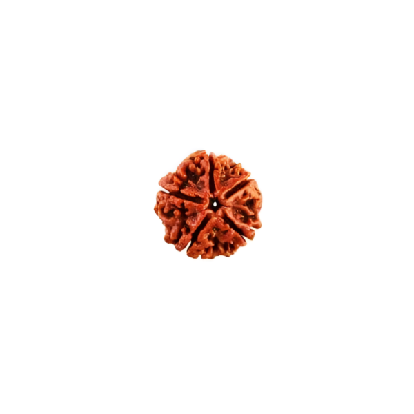 5-face-rudraksha