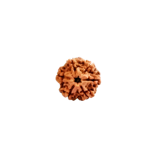 6-face-rudraksha