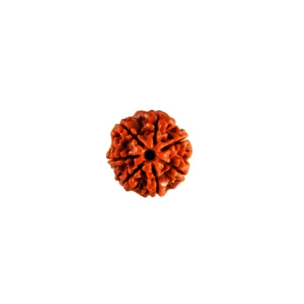 7-face-rudraksha