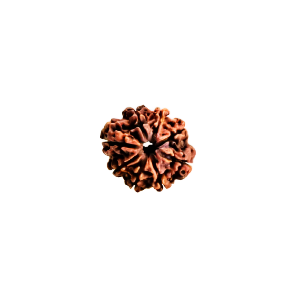 8-face-rudraksha