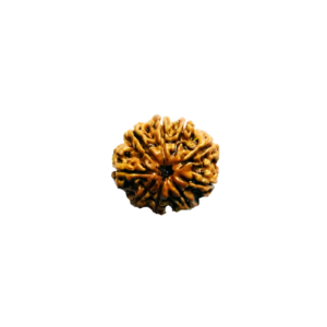 9-face-rudraksha