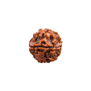 Rudraksha